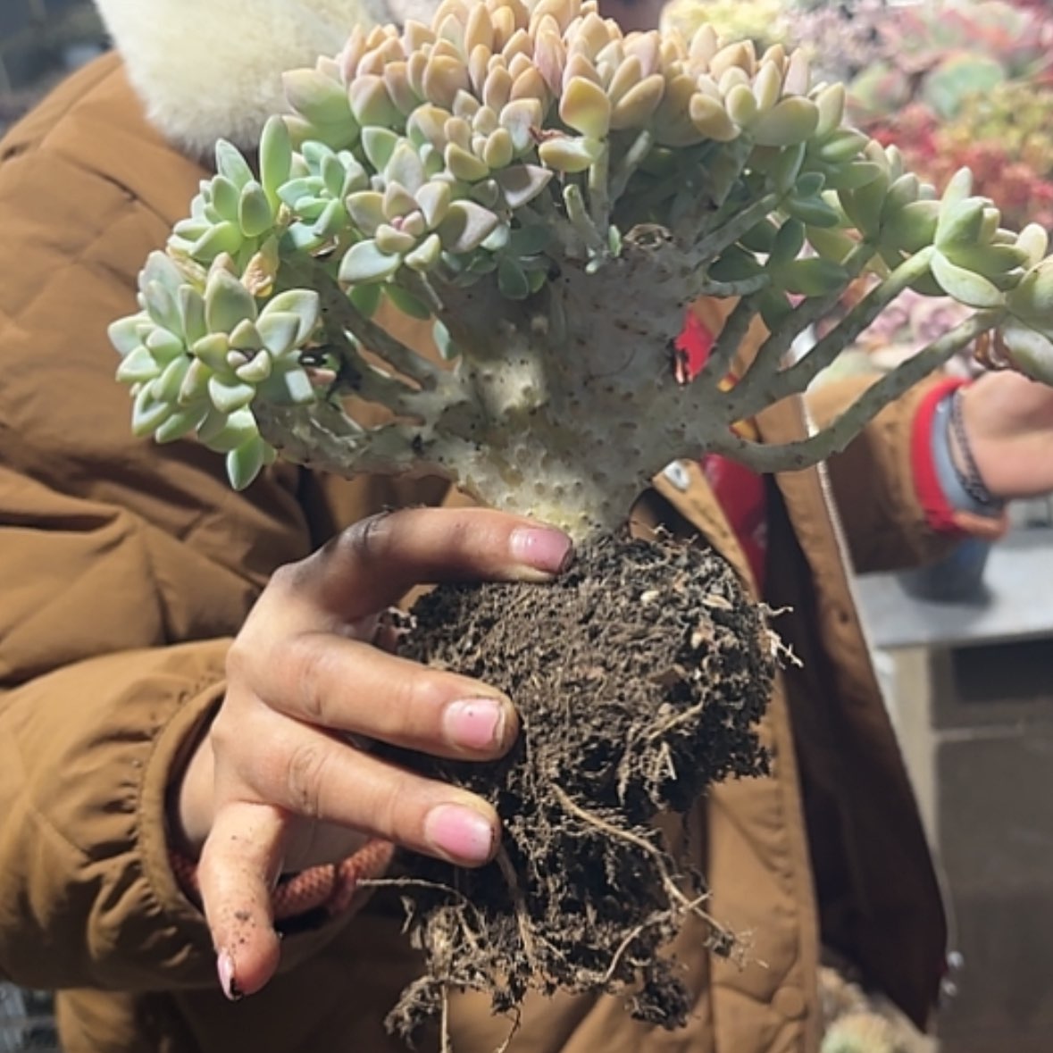 【闪购商品】周**快淡雪缀