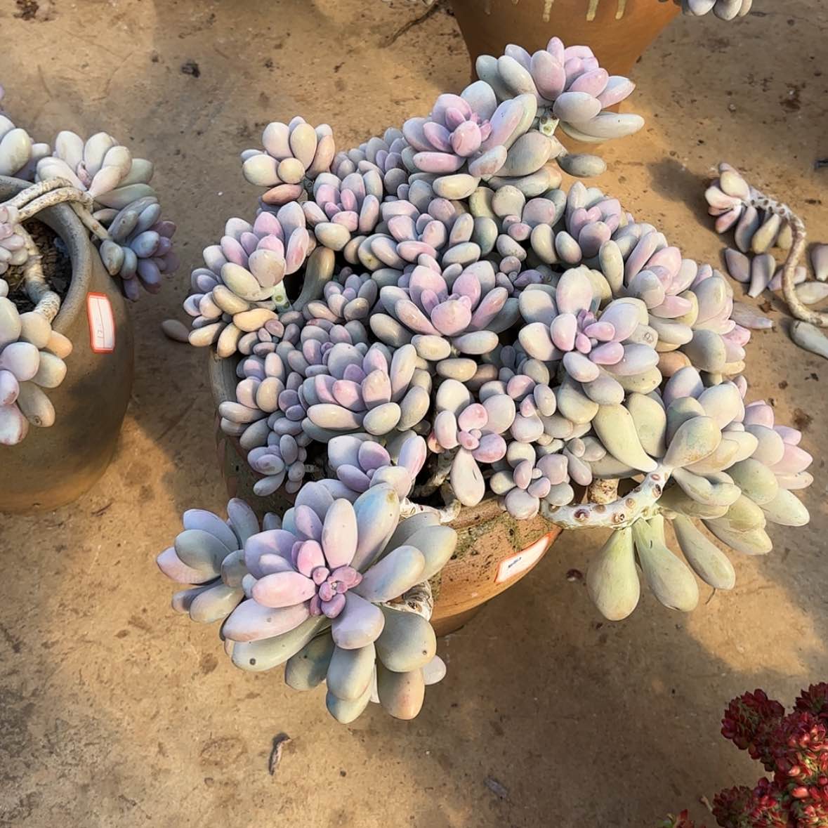 【闪购商品】豆*果