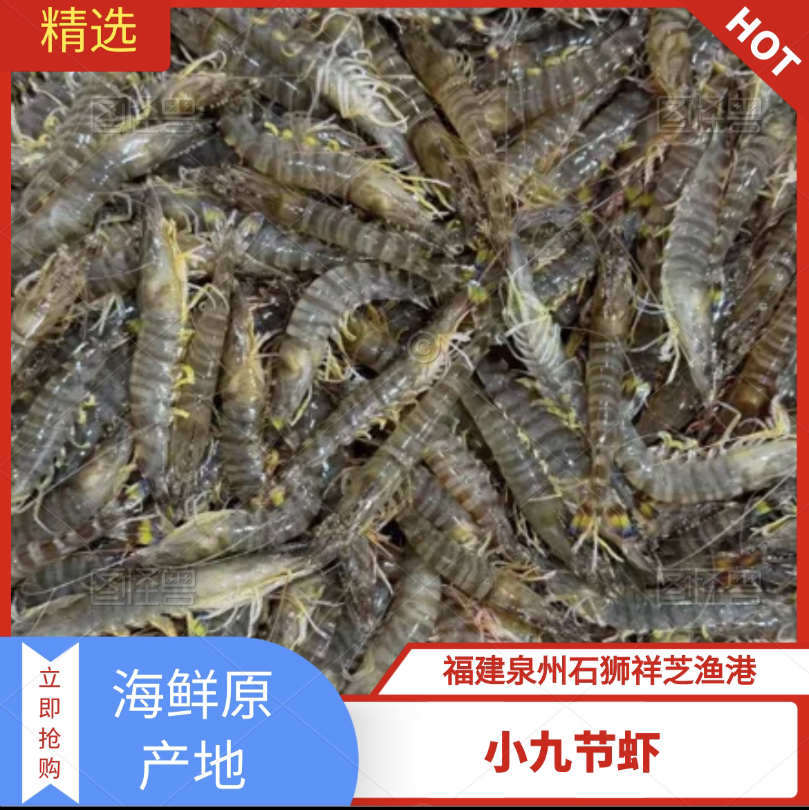 祥芝本港【小九节虾】