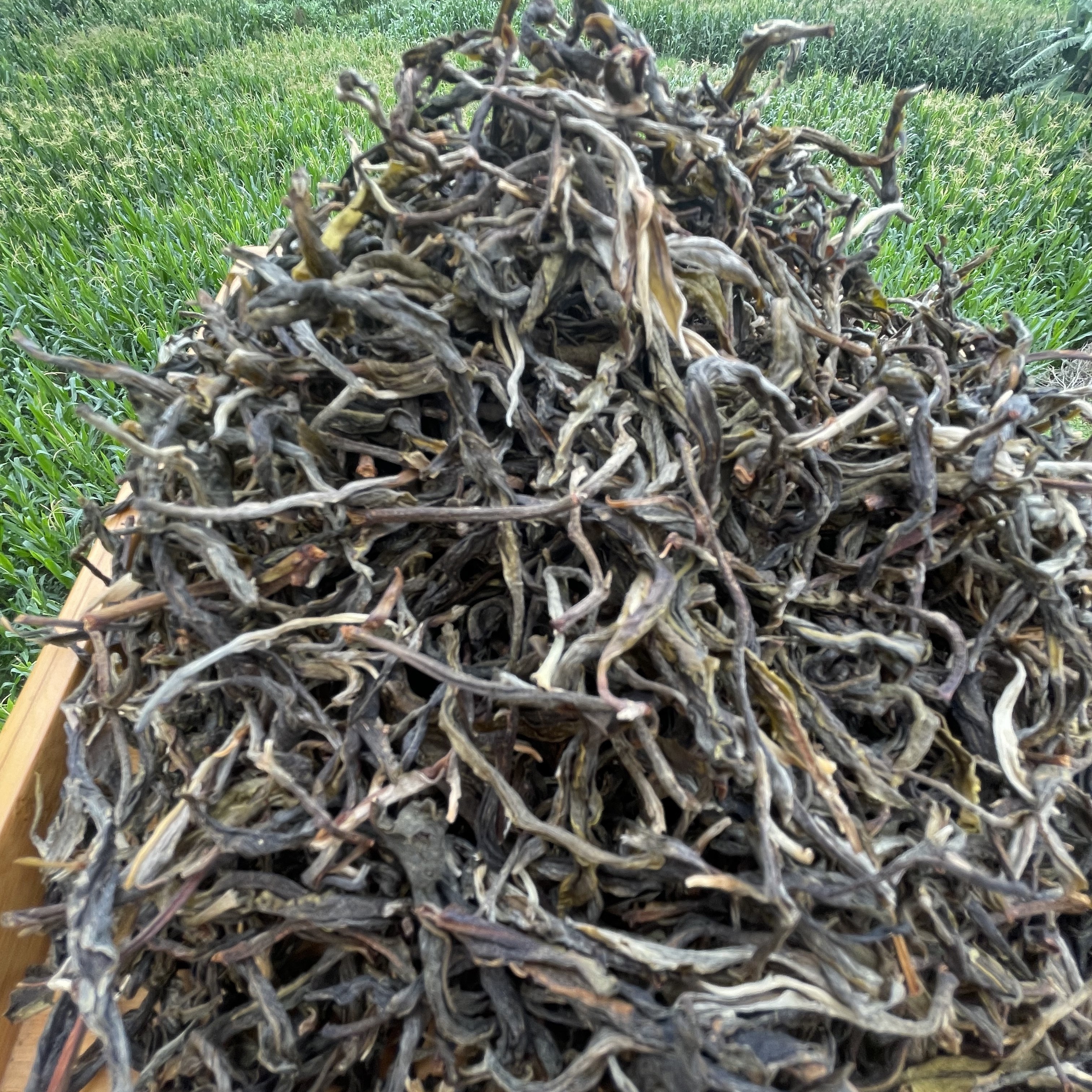 2025年 云南大叶种普洱生茶 藤条纯古树茶 250克