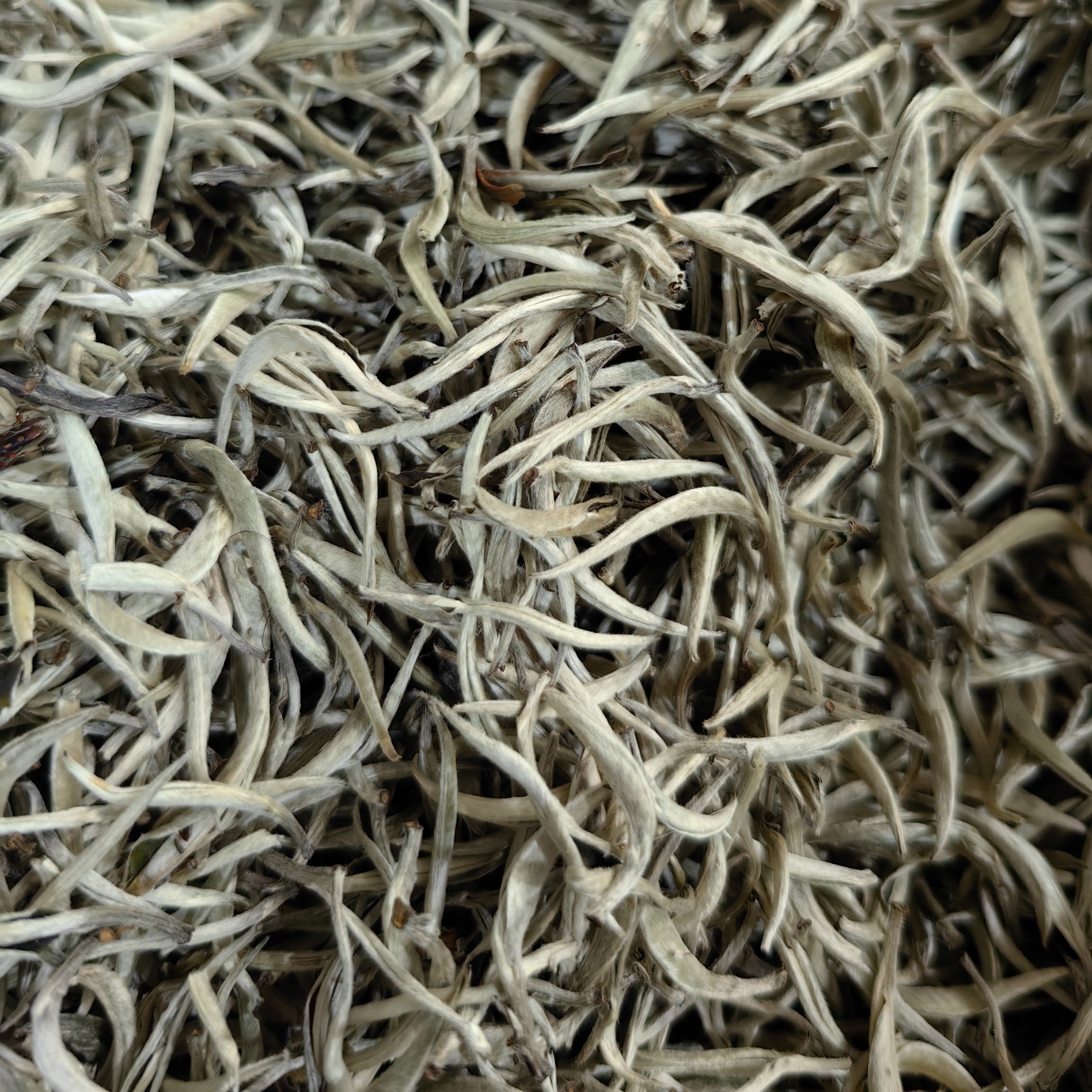 （拍一发二）2024年 白毫银针头春100克 云南大叶种