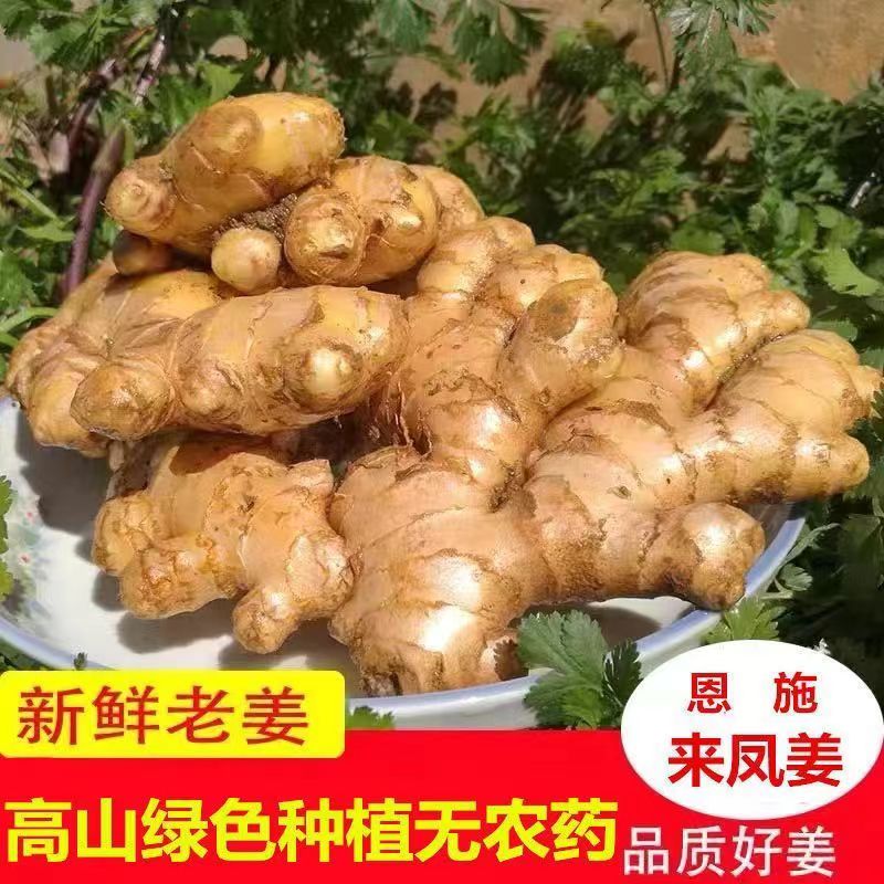 湖北恩施来凤凤头姜辛辣十足高原老姜