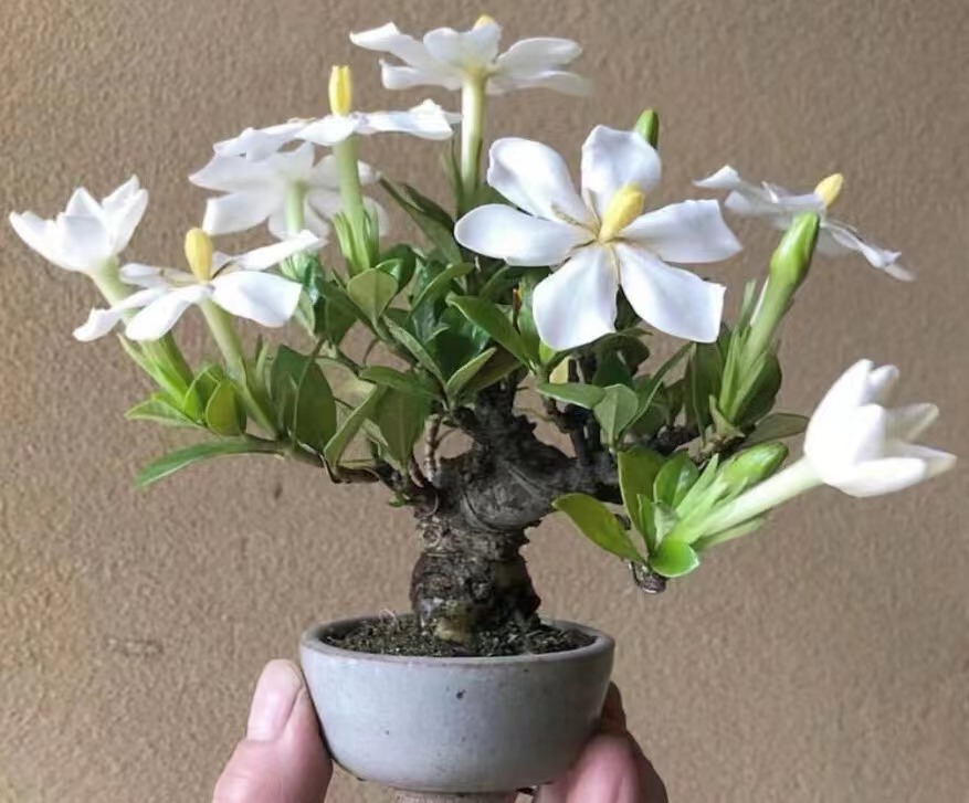 一物一拍掌上盆景玉栀子花茶桌办公桌摆精品