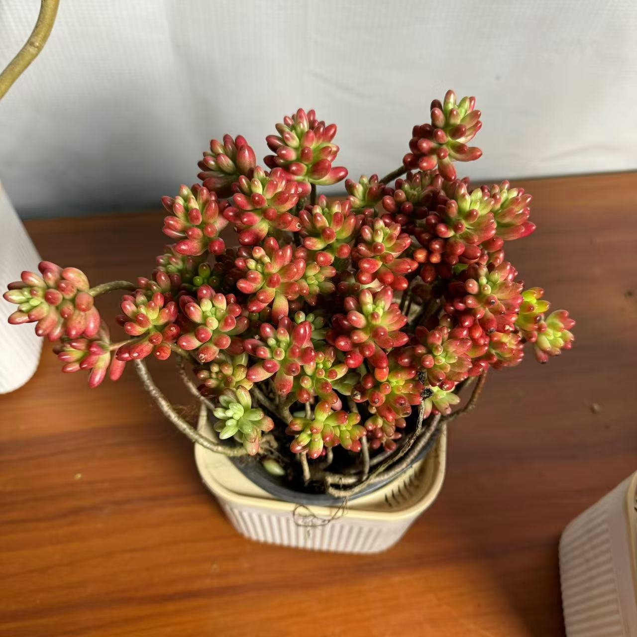西藏包邮绿植多肉植物·虹之玉锦