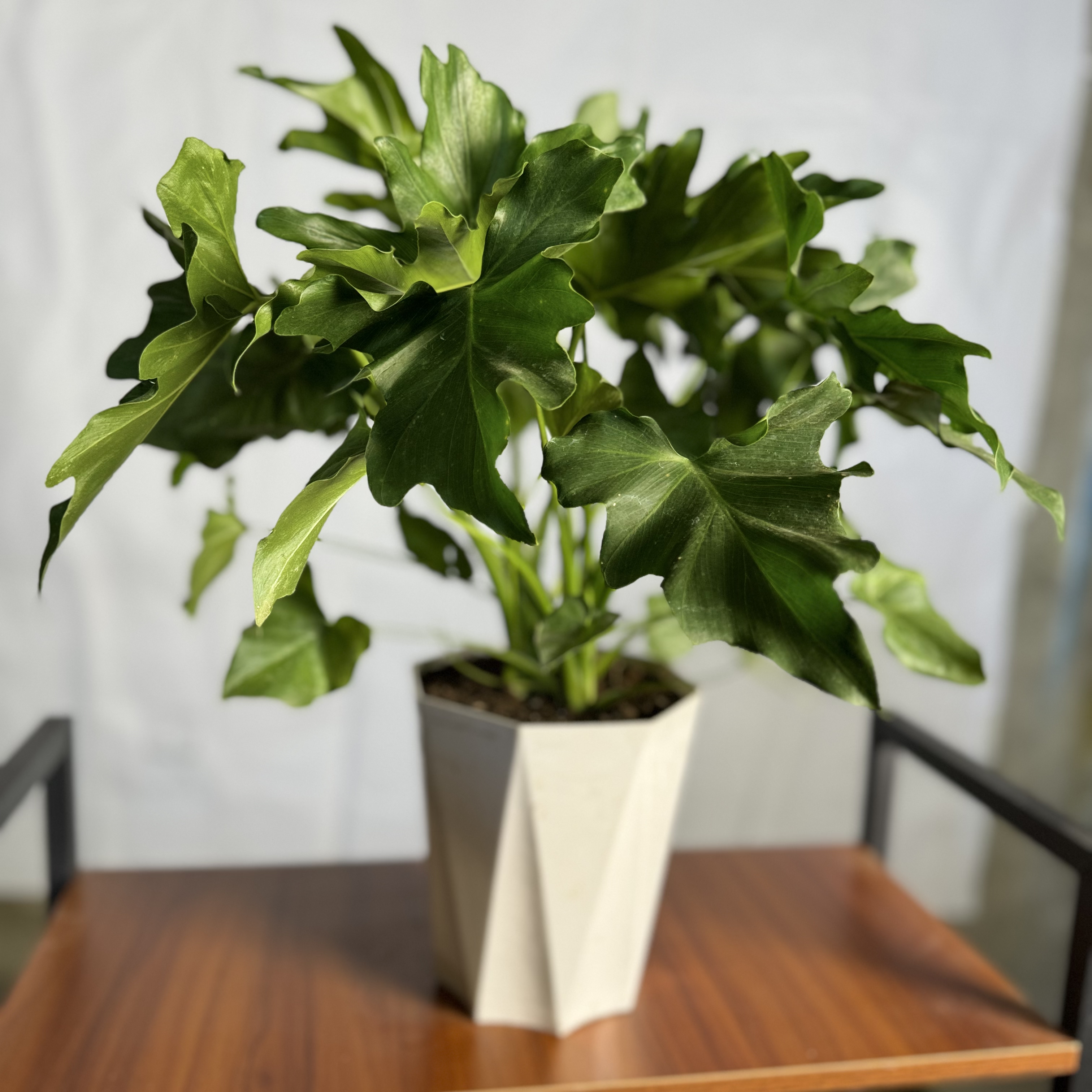 西藏包邮春羽绿植盆栽室内客厅花卉水养春雨好养办公室水培植物