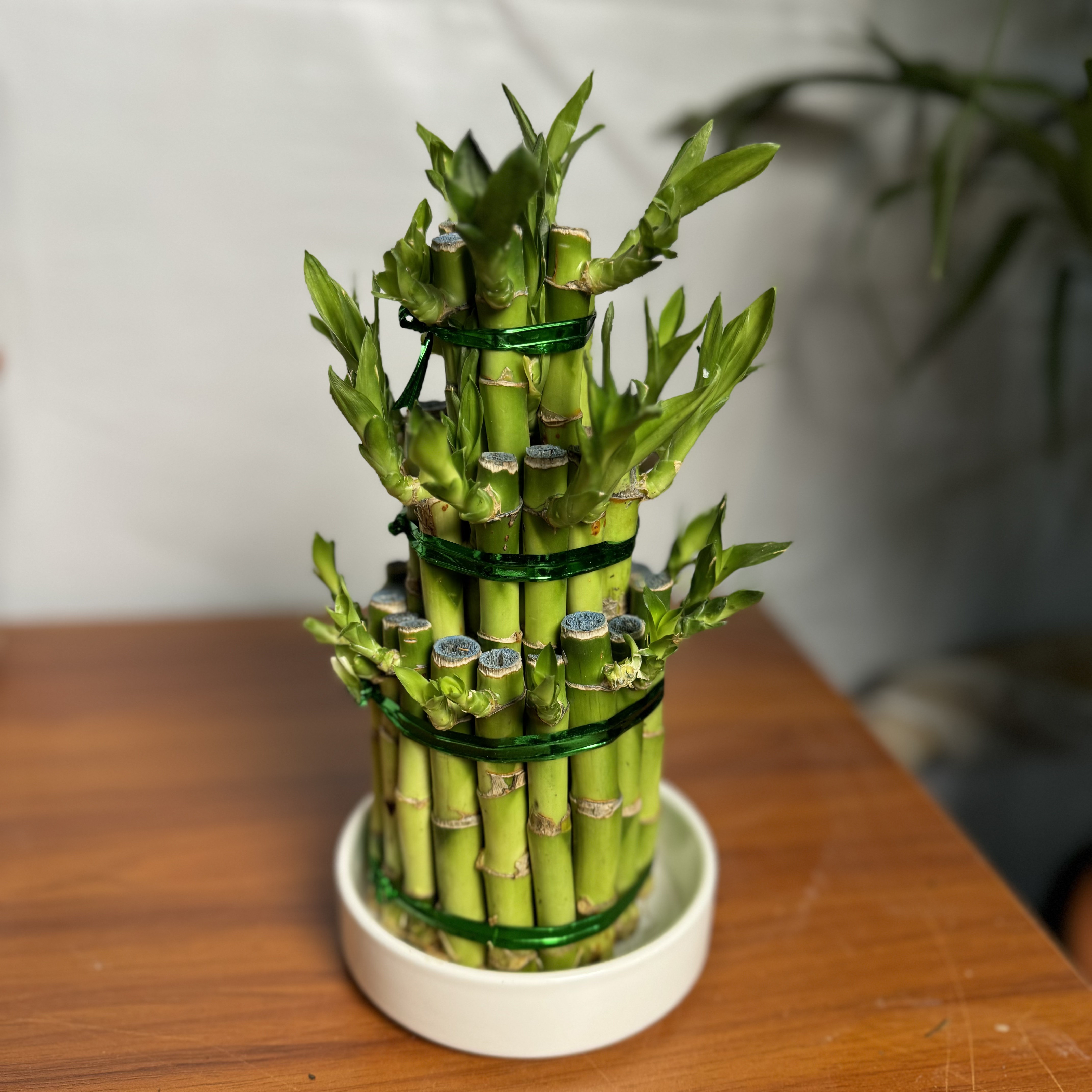 西藏包邮绿植富贵竹大三节节高