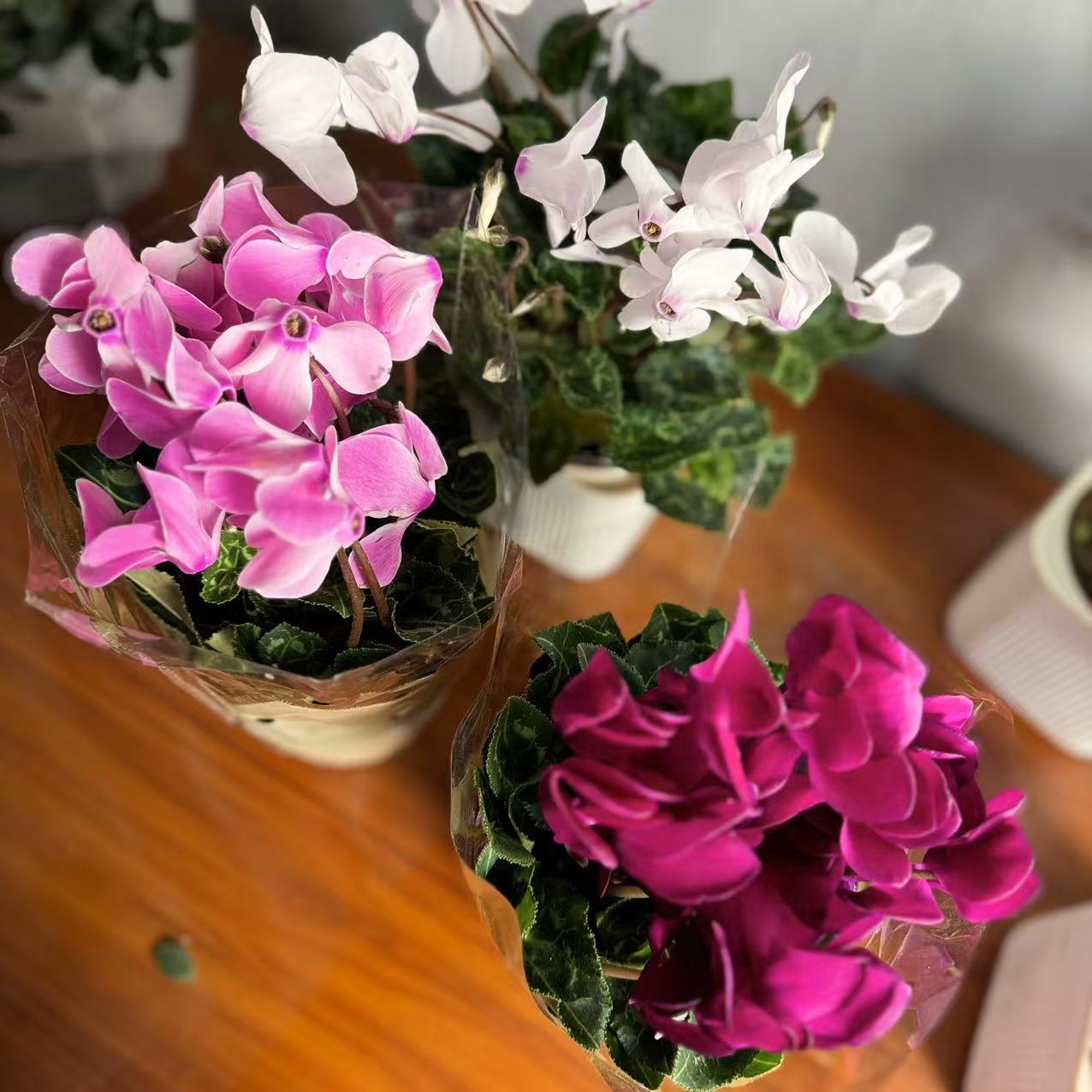 西藏包邮仙客来盆栽花苗花四季开花好养大花阳台室内花卉蝶衣花