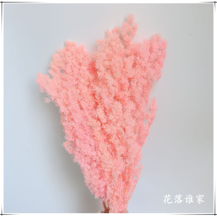 【永生花蓬莱松】品质室内永生花插花花材七夕手工diy材料厂家批发