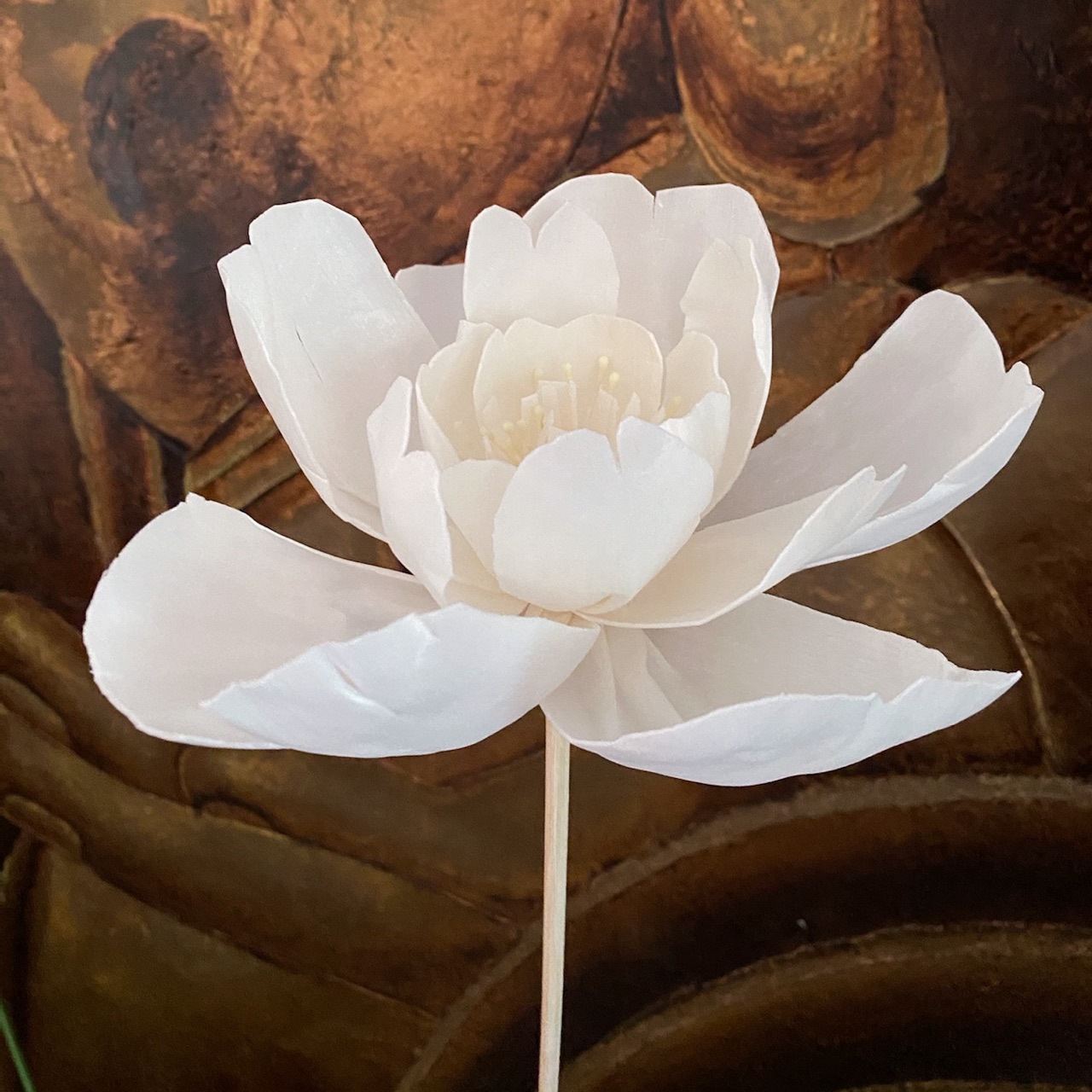 【花落谁家】虞美人永生花通草花大朵手工花家居摆设扩香