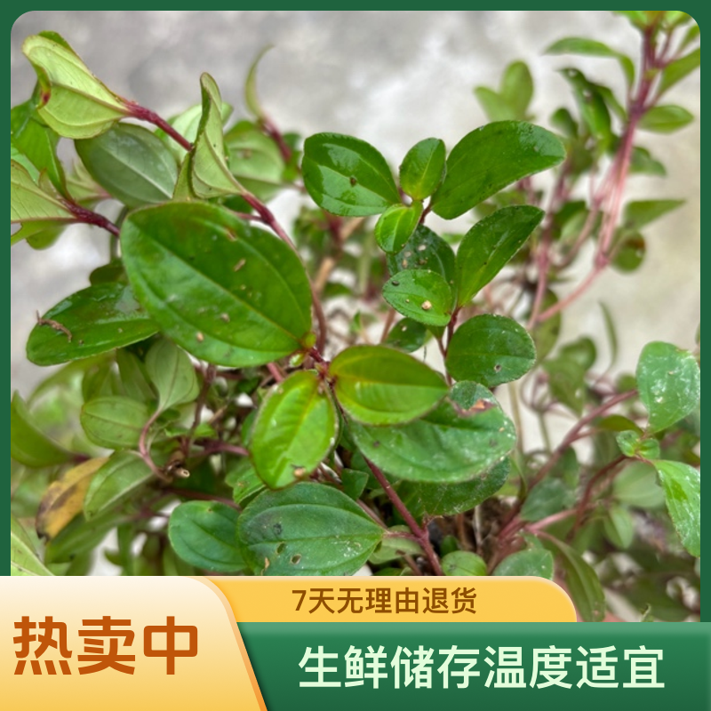江西野生地念：地茄子