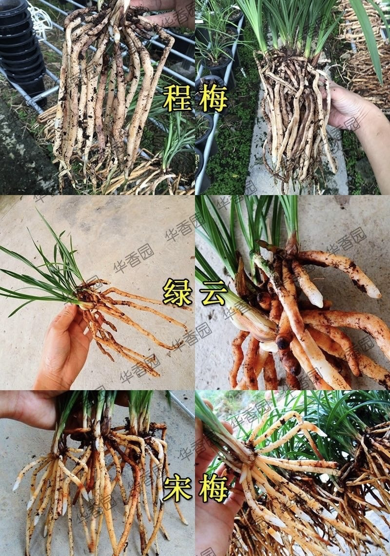 兰花营养土，适用软植料，使用时长一年半左右，生长快