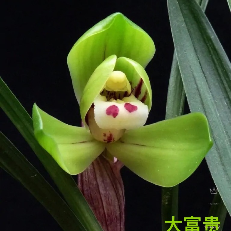 春兰-[大富贵]  冬季 春季 开花