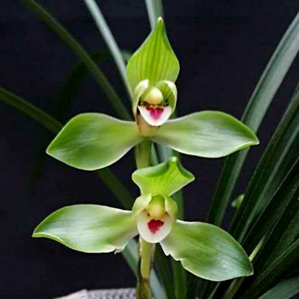 春兰-[翠一品]   冬季 春季开花