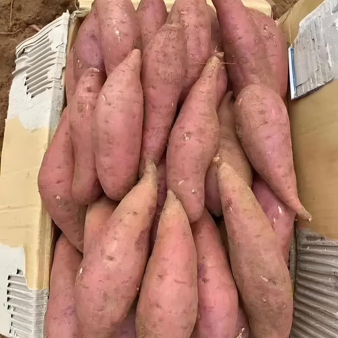 粮山原谷陕北农家羊粪红薯顺丰包邮