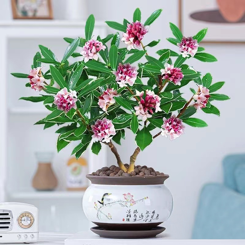 金边瑞香耐寒花卉观花植物室内带花浓香型观花盆栽四季盆景绿植花