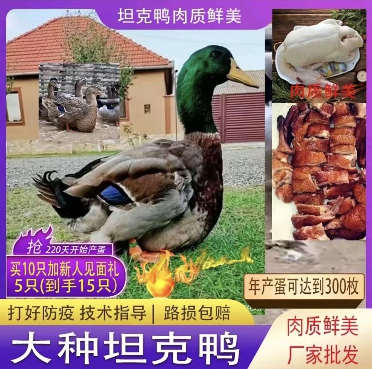 生态坦克鸭 肉质鲜美