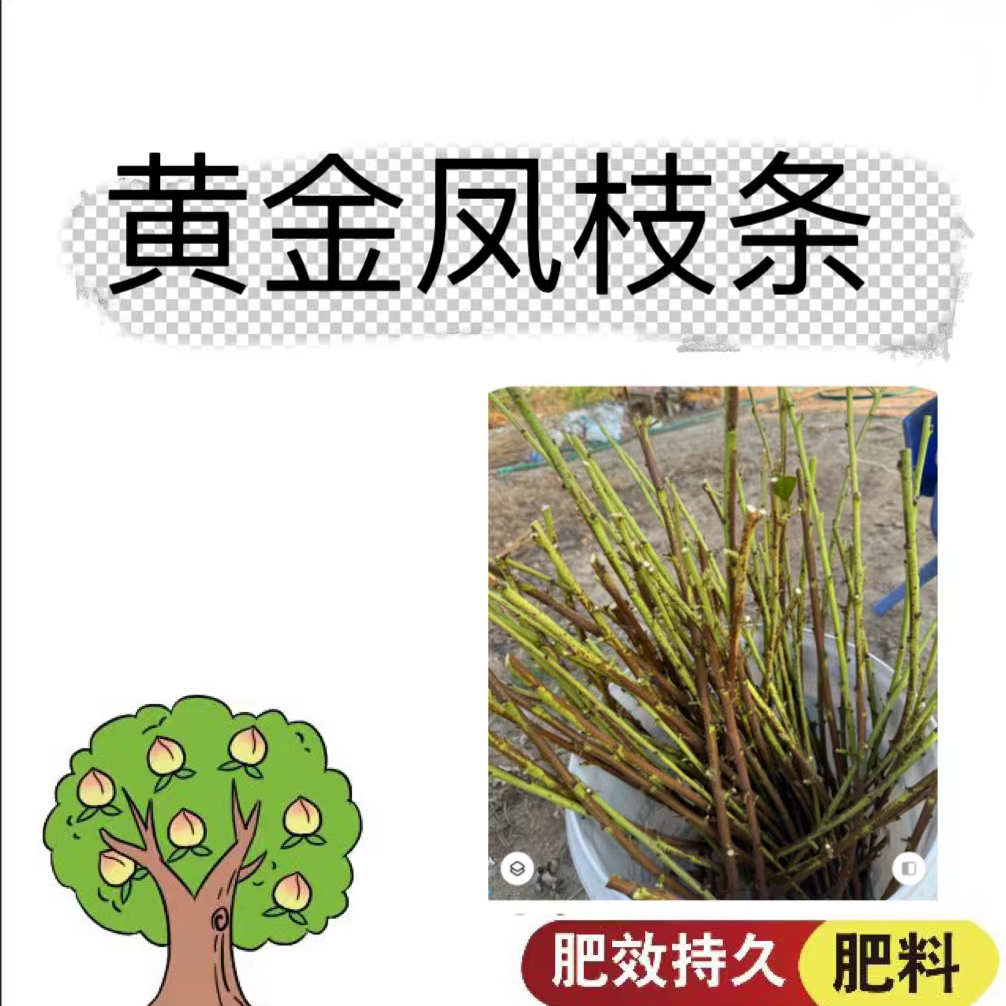 黄金凤枝条营养土栽培营养土