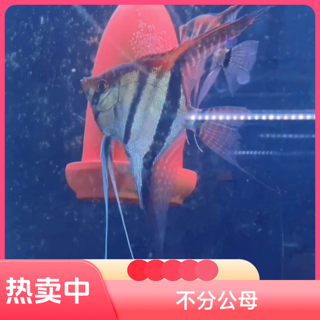 新版提纯伊莎贝尔饲养神仙鱼热带鱼混养神仙鱼