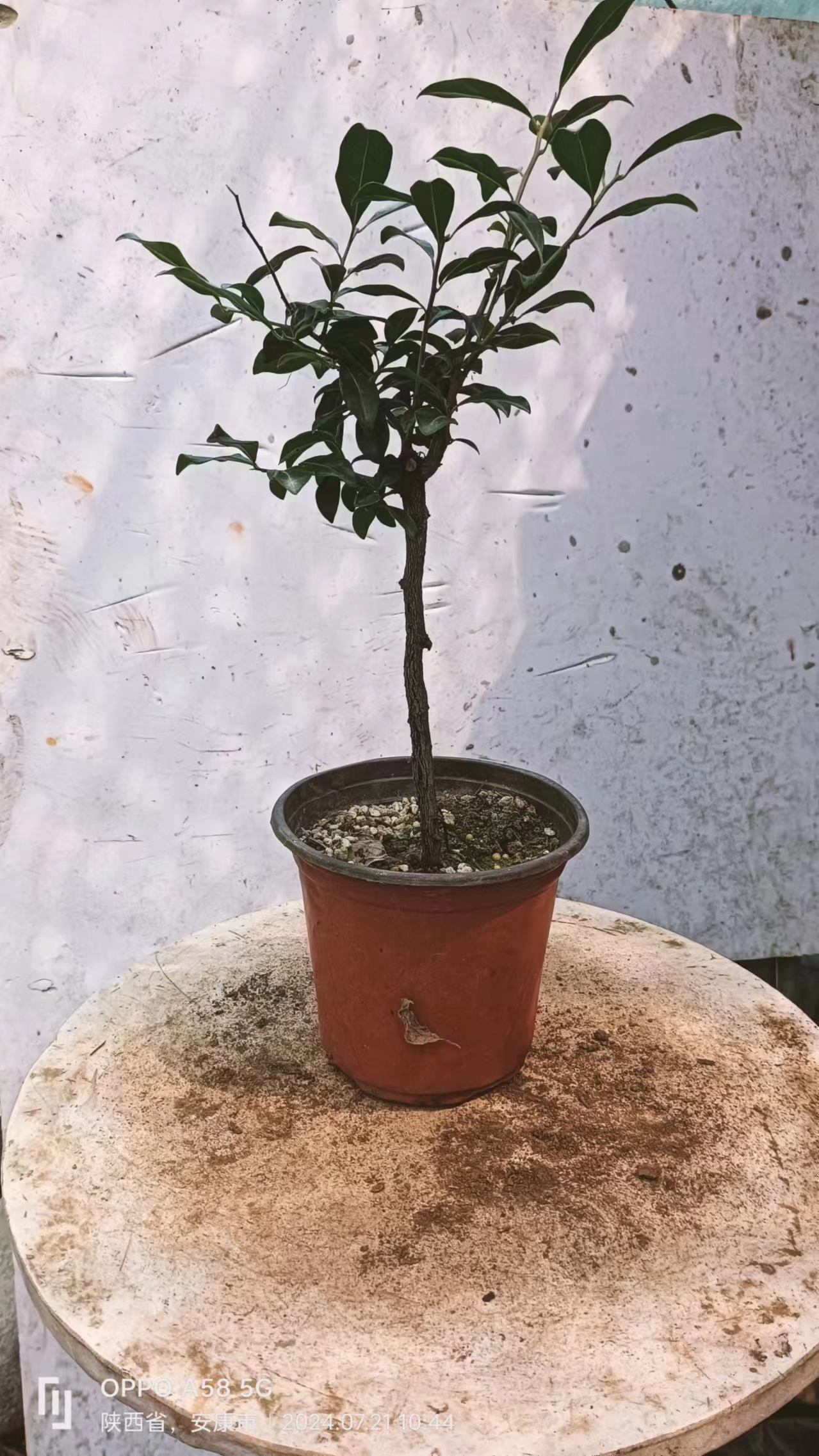 老鸭柿金弹子花卉盆景绿植园艺（1物1老鸦柿拍老鸦柿