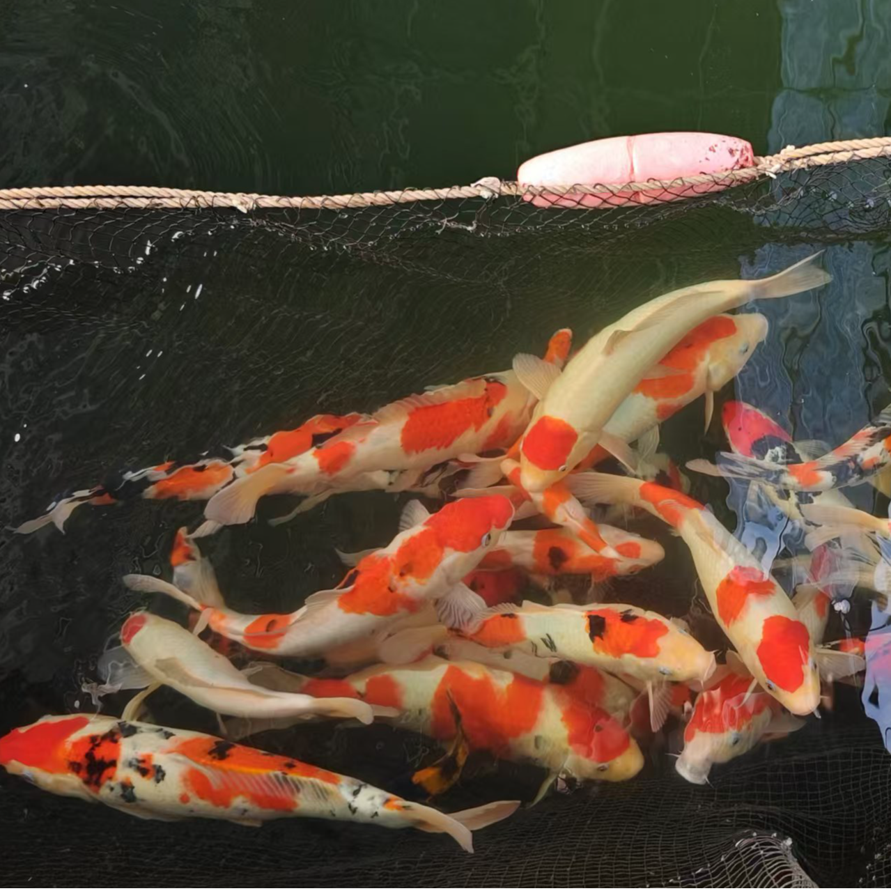 （99）锦鲤 活体鱼场直销红白大正昭和白写绯写冷水精品锦鲤血统