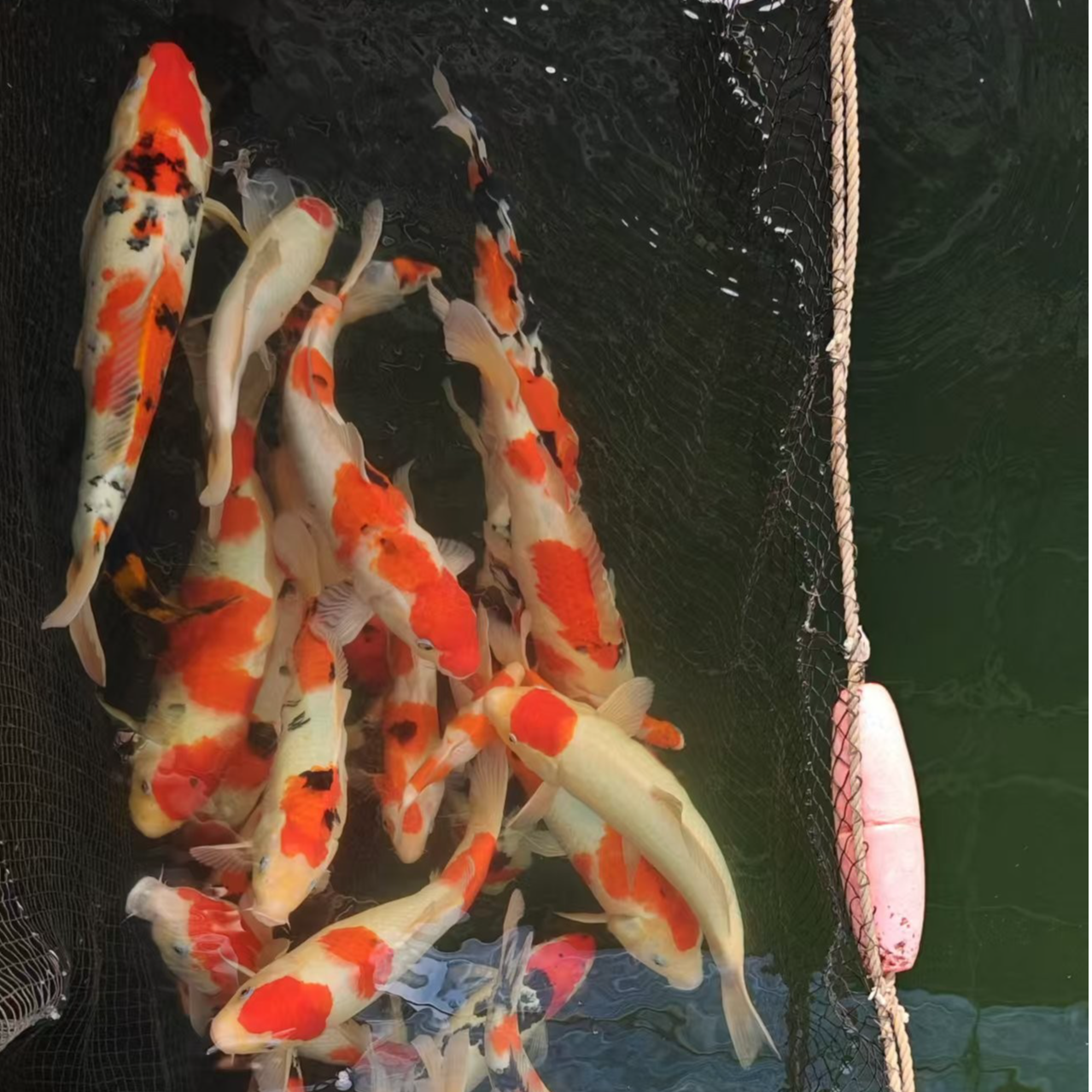 （89）锦鲤活体锦鲤大正三色昭和红白白写菲写冷水鱼血统锦鲤