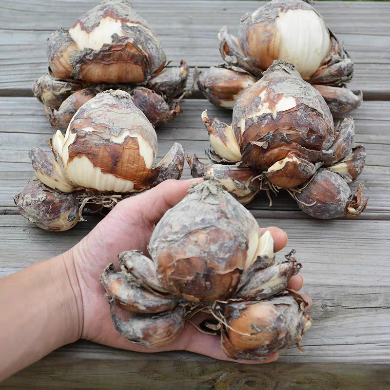 【精选大球】福建漳州正宗基地精选水仙花开花年宵花养护水培种球