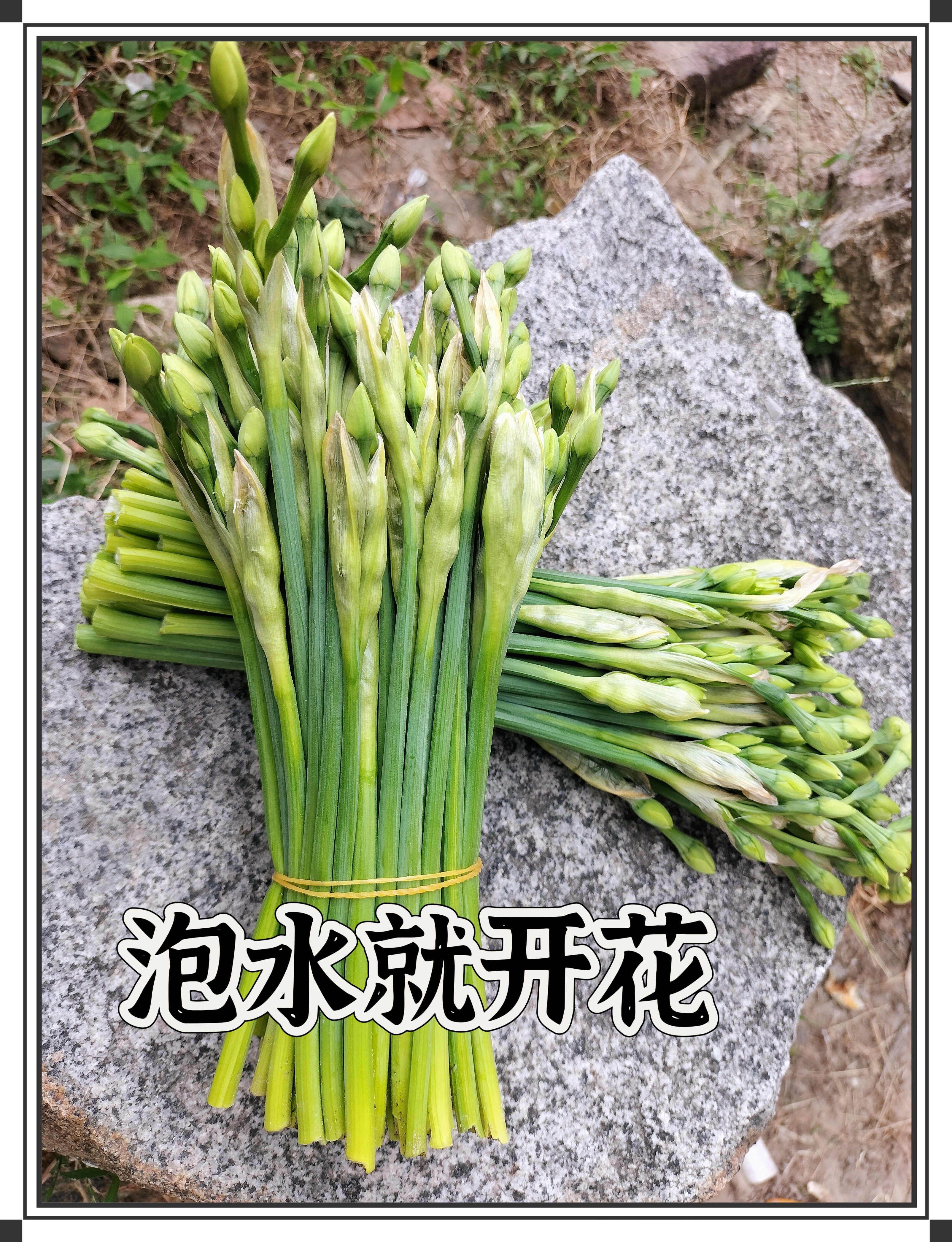 《鲜切花》福建漳州水仙花鲜切花枝浓香水培即可插水即开花香四溢