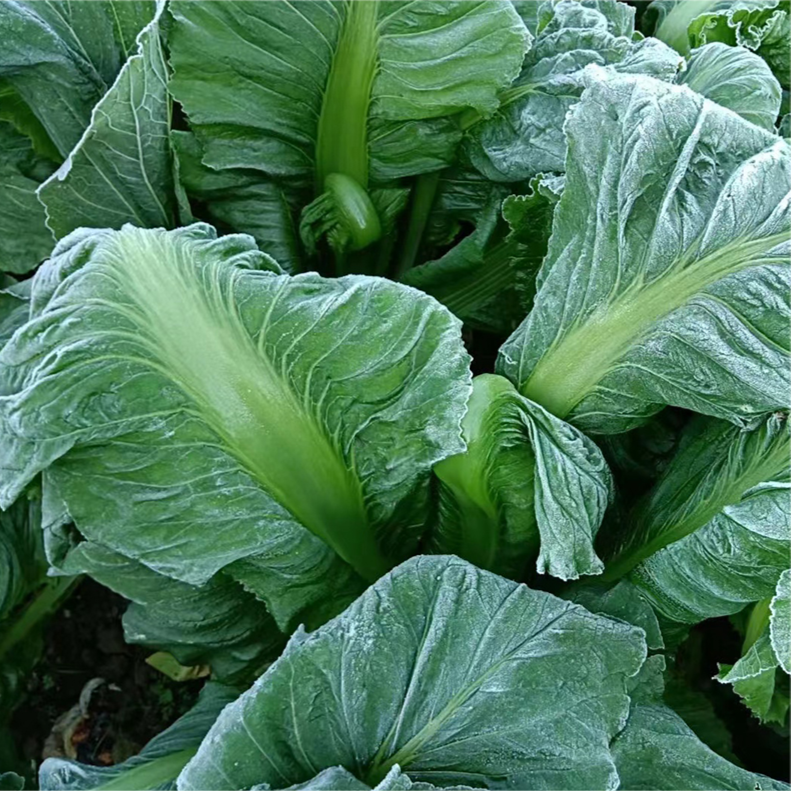 吕田大芥菜农家自种植每一口都是乡下农家原生态味道