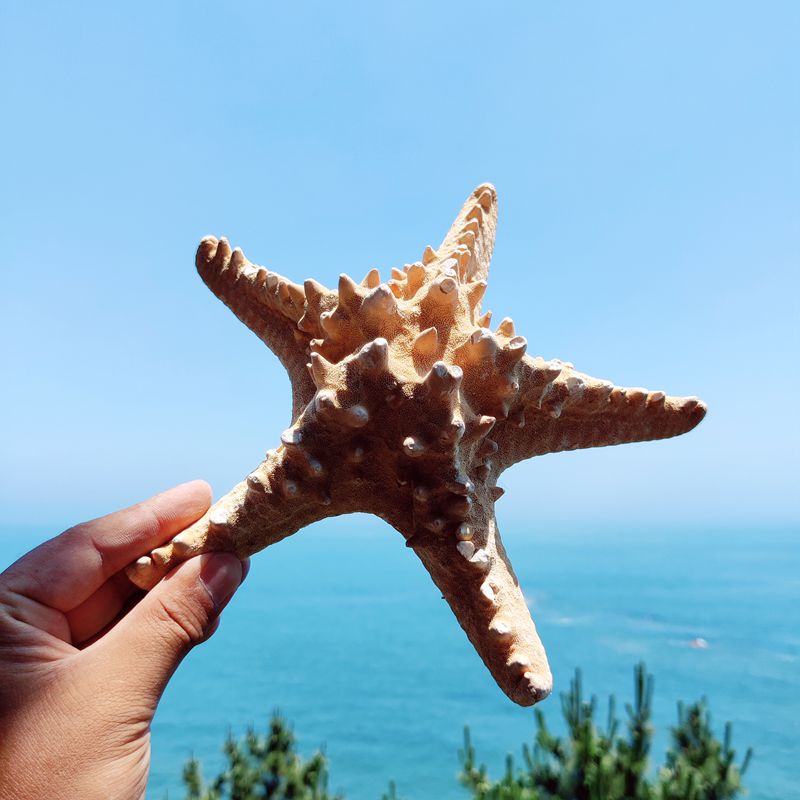天然干海星标本玩具家居装饰拍摄道具海星摆件天然海星不能入水