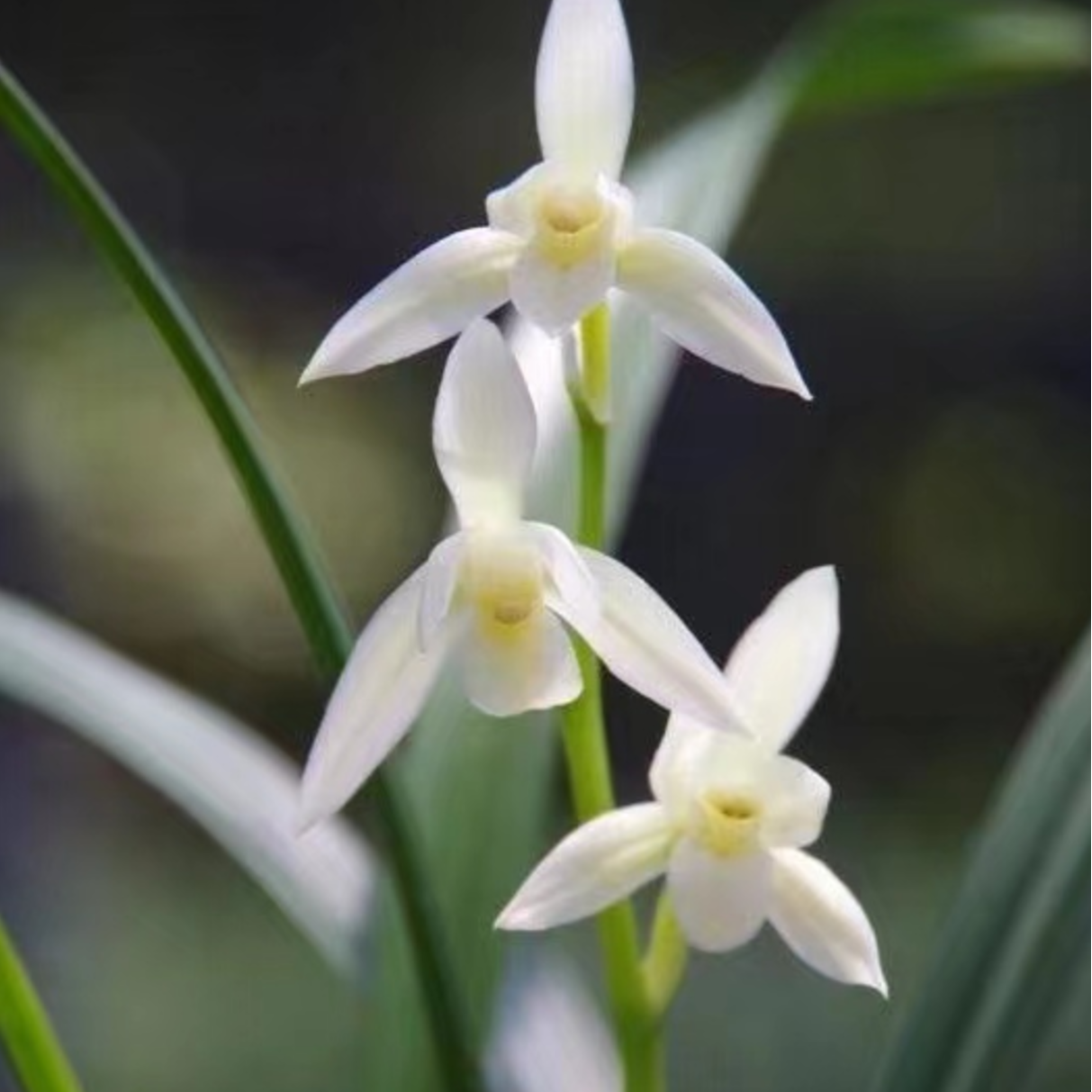 村曲四季兰白花素 雪白素心 5-11月多次开花 清香好养