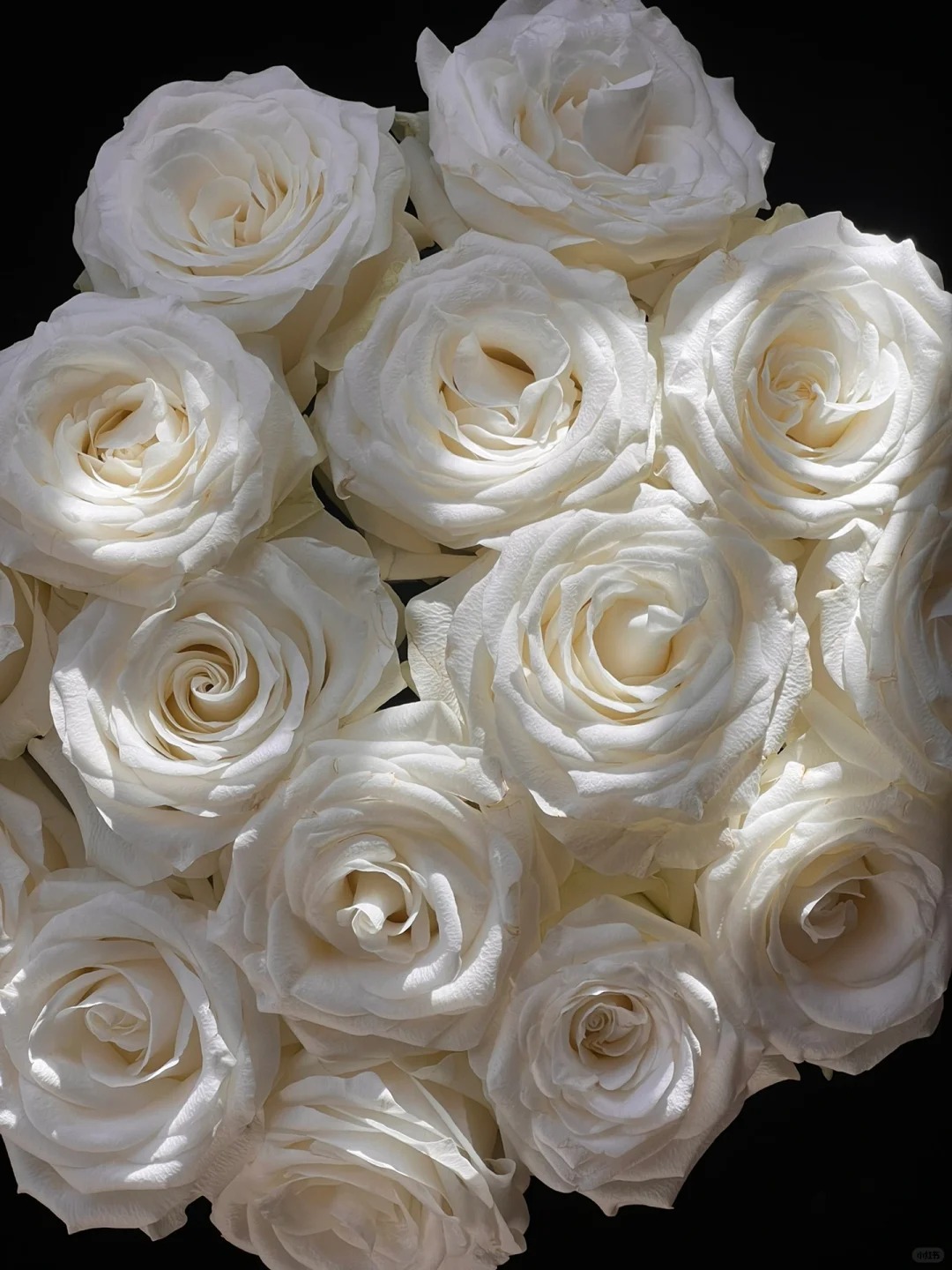 【白骄傲】 奶油白 北方玫瑰花期持久 顺丰包邮