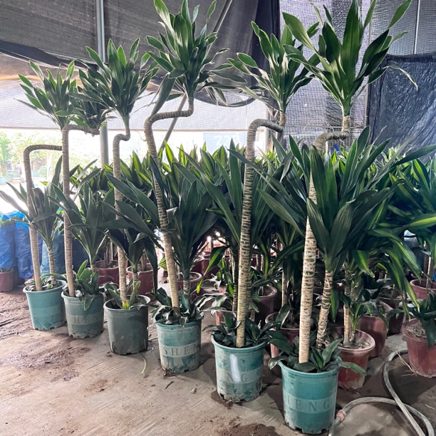 美人铁造型艺术盆景绿植北欧风也门铁飘枝室内客厅办公室大型绿植