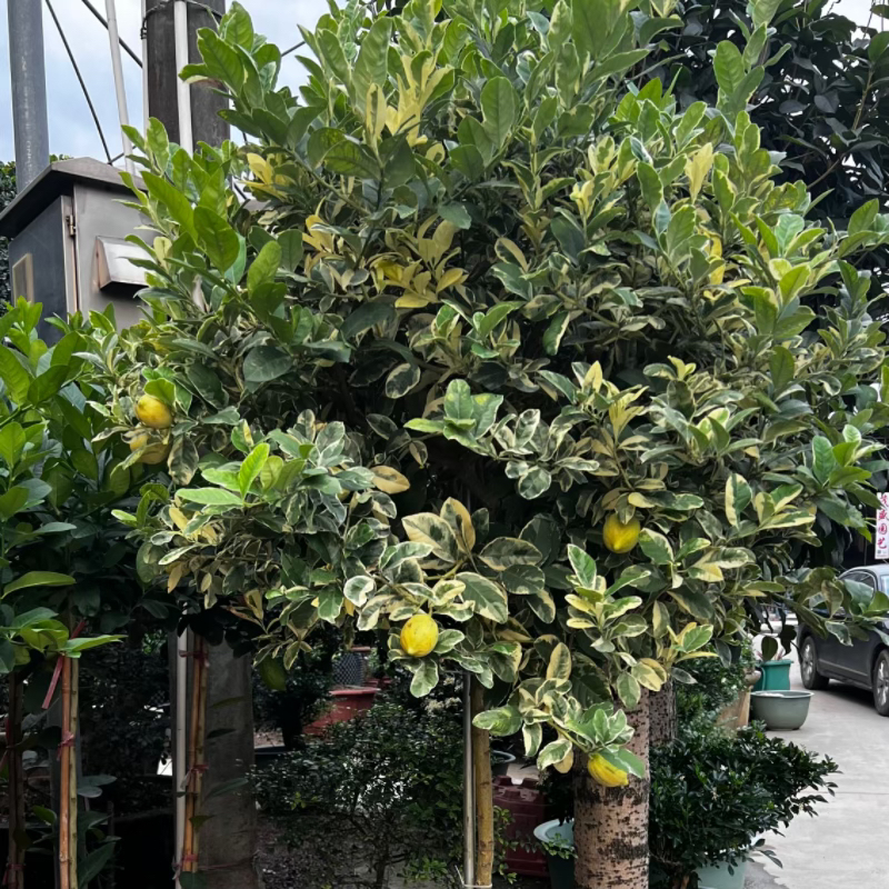 泰国花叶柠檬四季香水柠檬树室内室外阳台花卉绿植鲜花