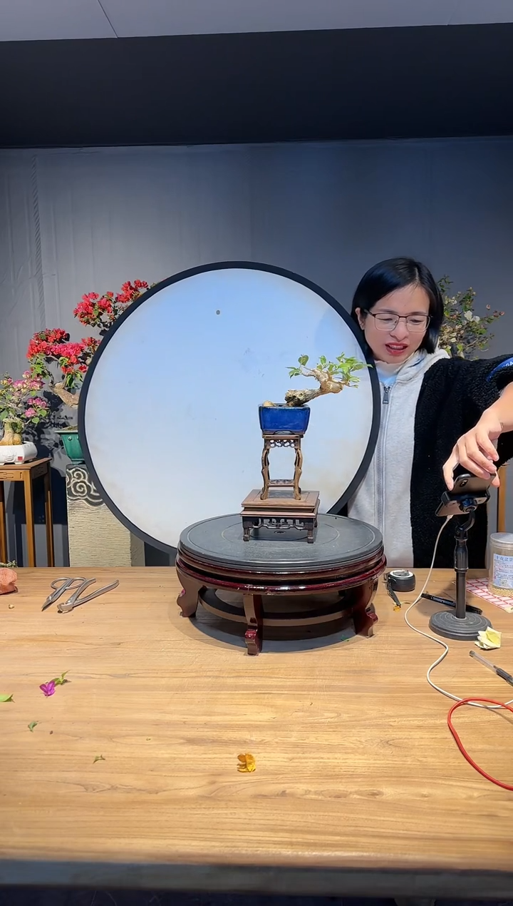 【闪购商品】小羊  小叶紫