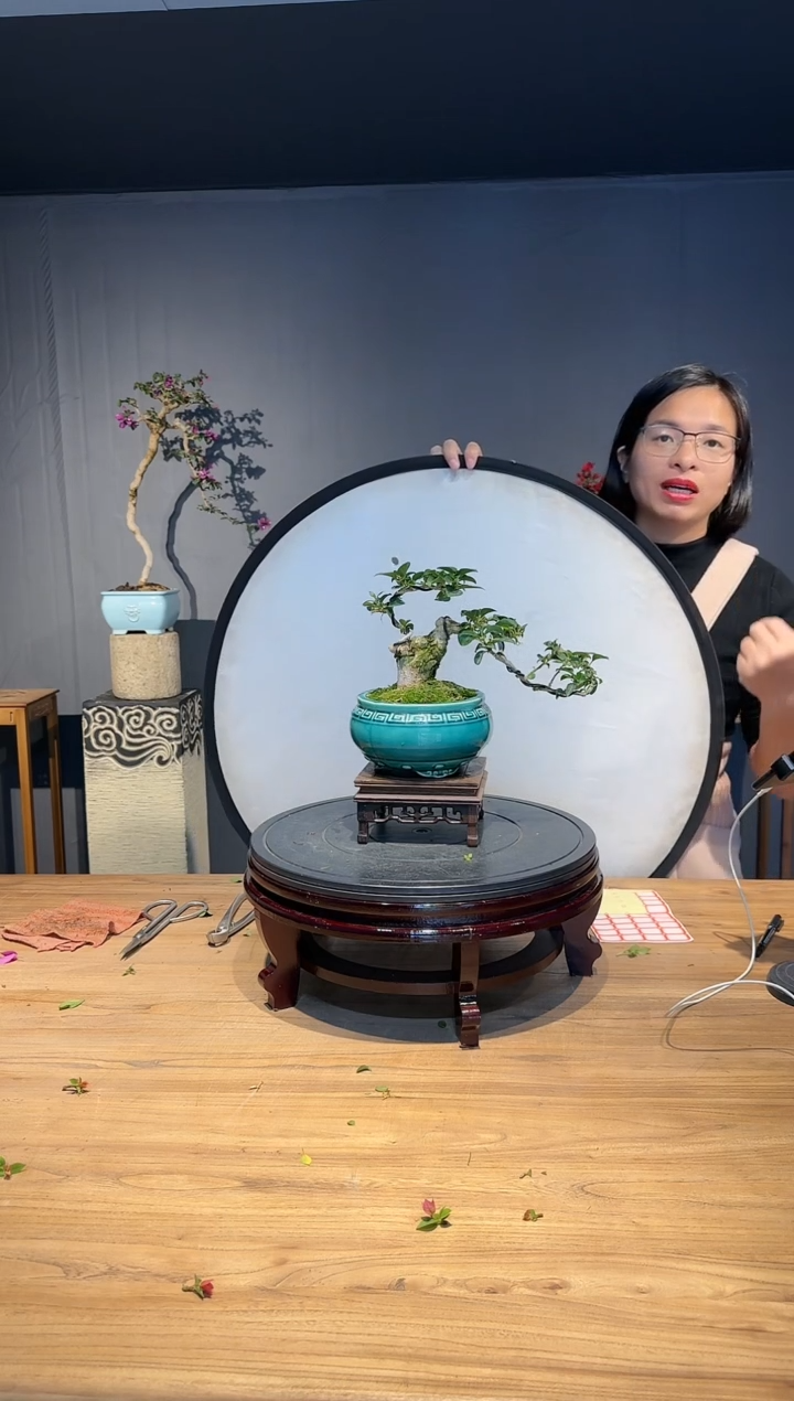 【闪购商品】伟  小叶紫