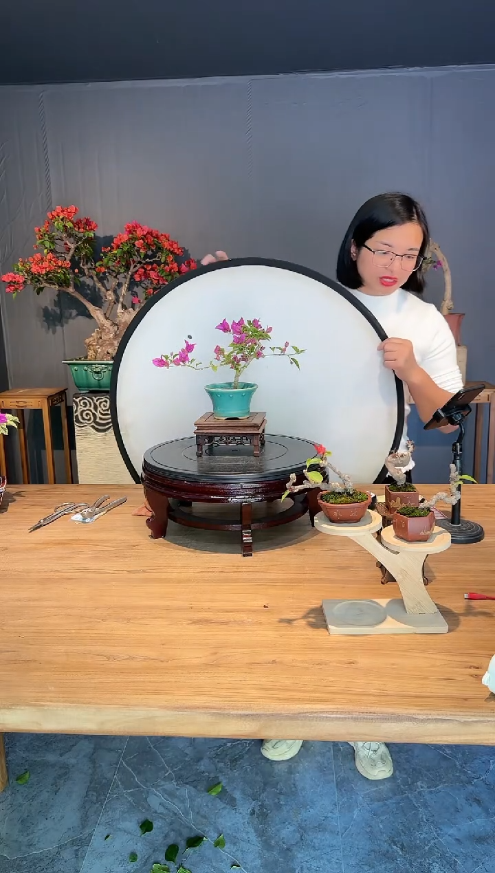 【闪购商品】陌陌  小叶紫