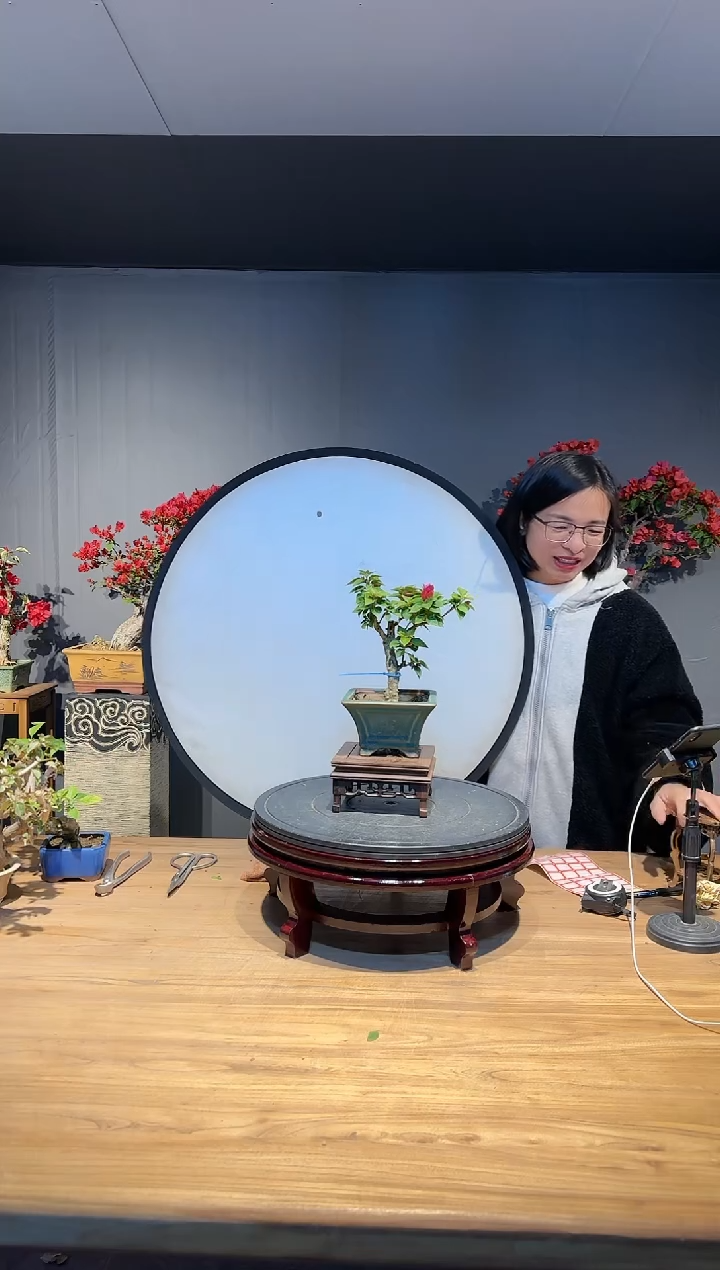 【闪购商品】开花  小桃红