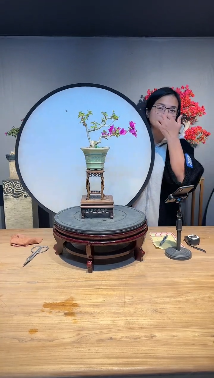 【闪购商品】秃头贝贝芒  小叶紫