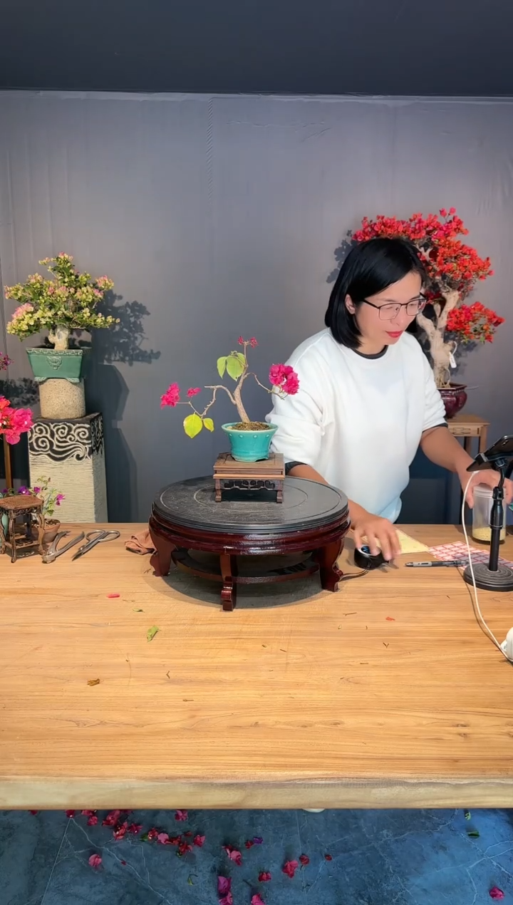 【闪购商品】羊  重瓣红