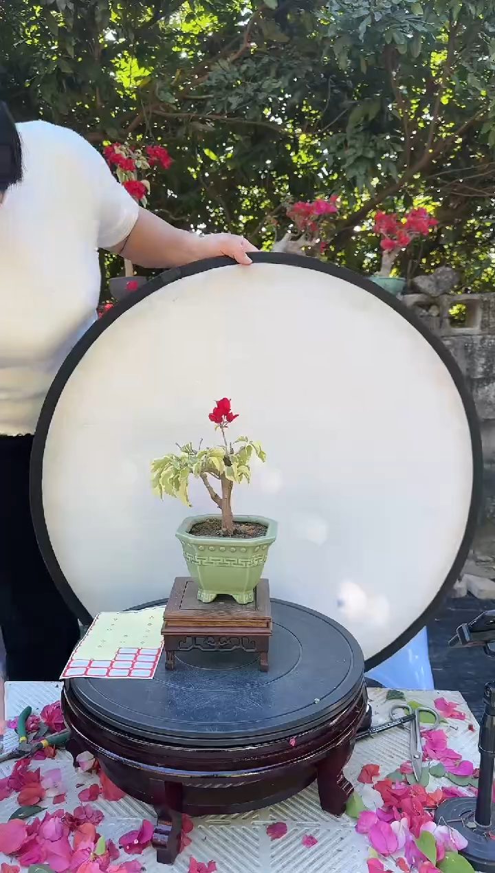 【闪购商品】陈疆  花叶红