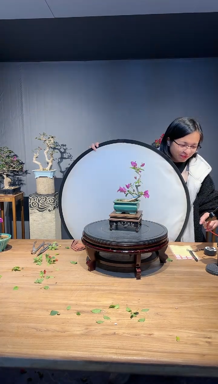 【闪购商品】风  小叶紫