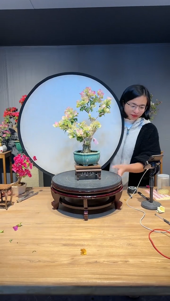【闪购商品】卷卷  绿樱
