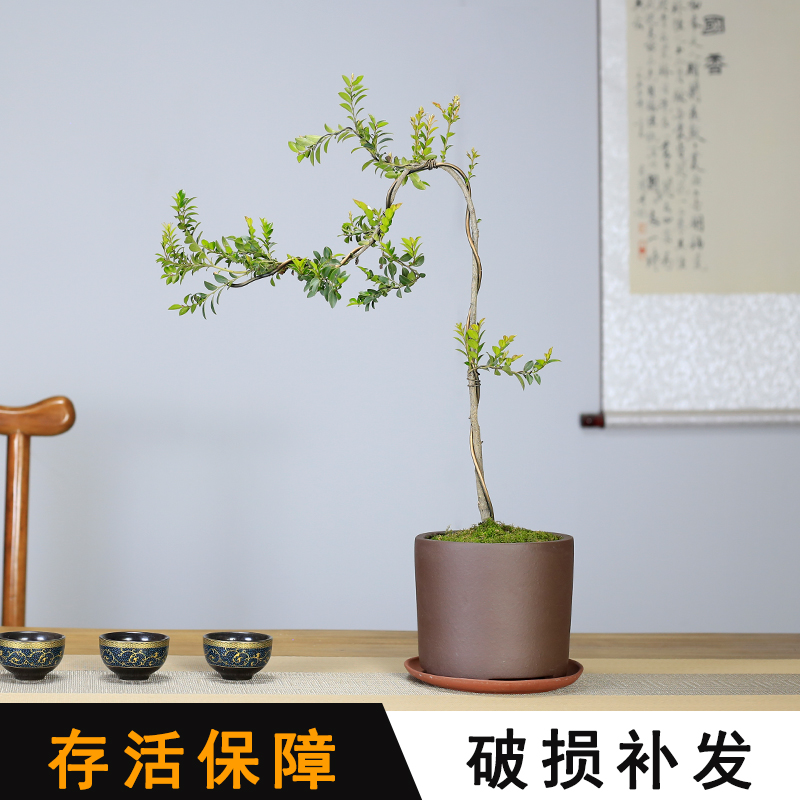 小叶紫檀黑骨茶盆景文人树造型植物室内客厅办公室绿植桌面盆栽