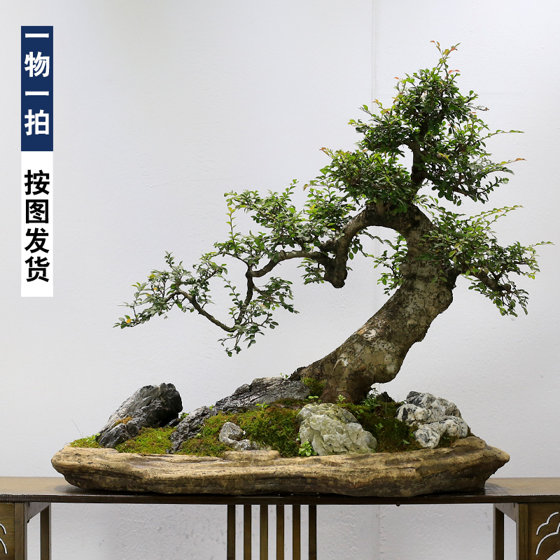 大型榆树老桩盆景树桩假山石植物室内客厅办公室盆栽阳台庭院绿植