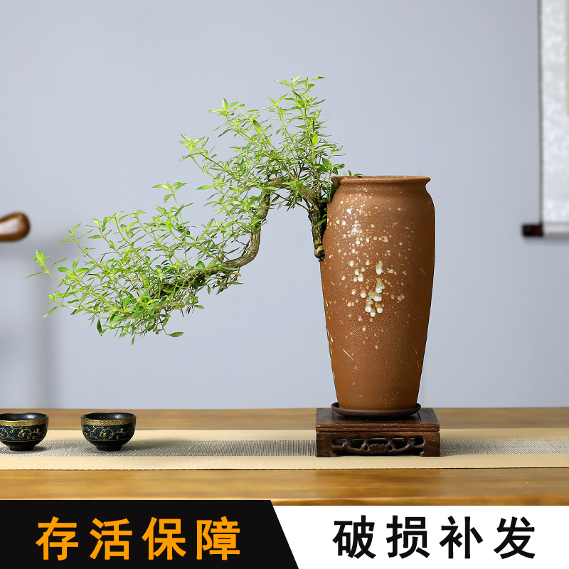 六月雪造型悬崖盆景老桩植物室内绿植客厅桌面办公室茶室阳台盆栽