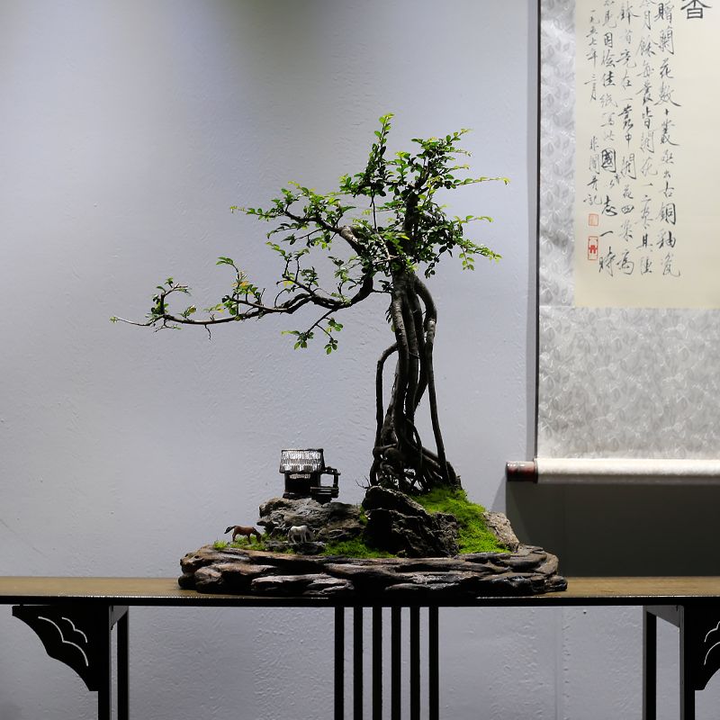 造型提根小叶榆树盆景大型老桩植物室内客厅绿植办公室盆栽榔榆