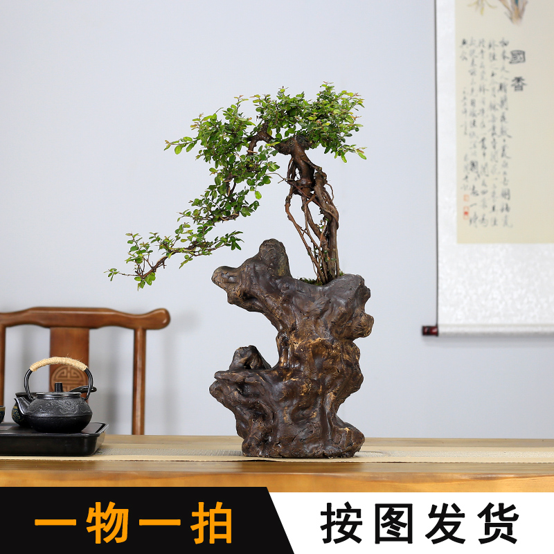小叶雀梅盆景大型提根造型老桩植物室内客厅办公室盆栽阳台绿植