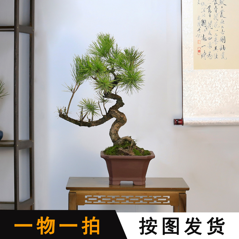 大型黑松造老桩盆景植物室内客厅桌面办公室盆栽阳台绿植茶室摆件