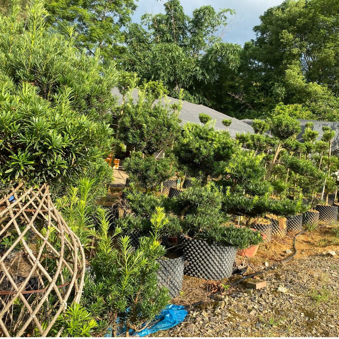 【小覃苗木】【高价】专属链接 一物一拍 各种品类罗汉松 【抖】