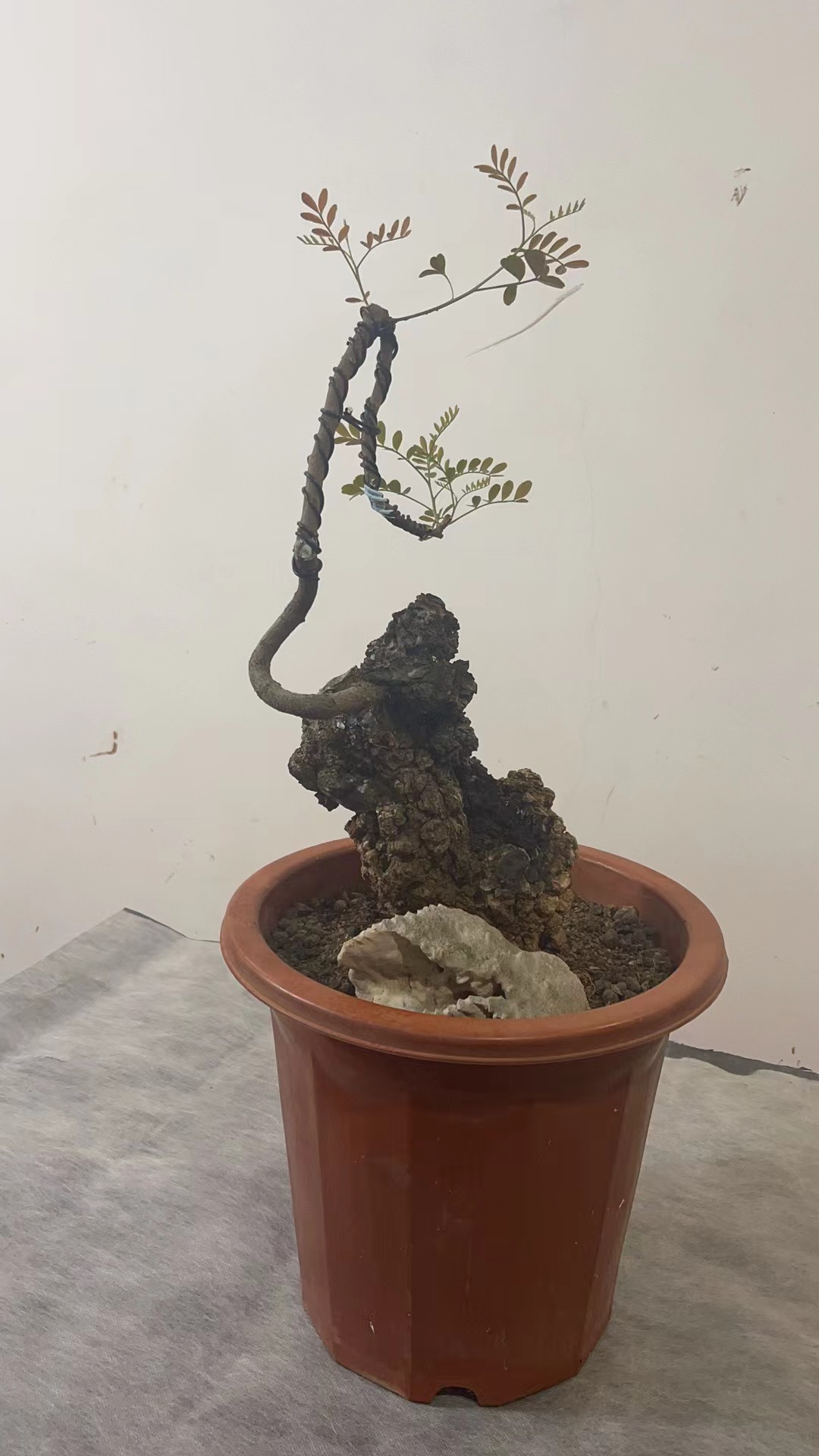 云南盆景红芽清香木老桩盆景